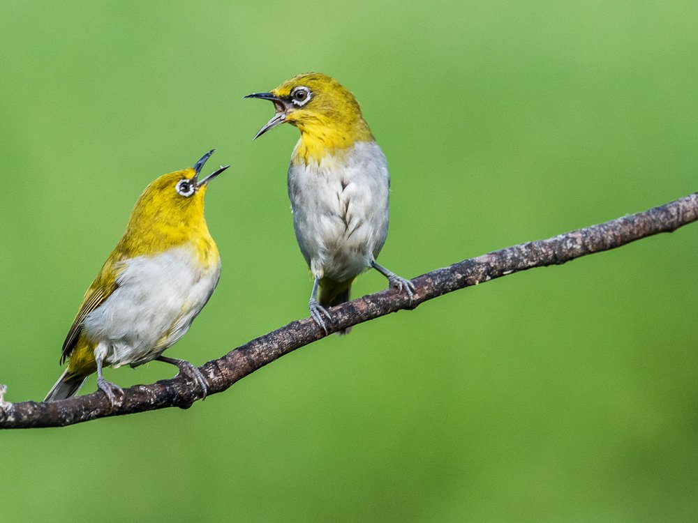 Indian white-eyes