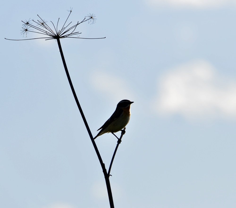 Photograph by Елена