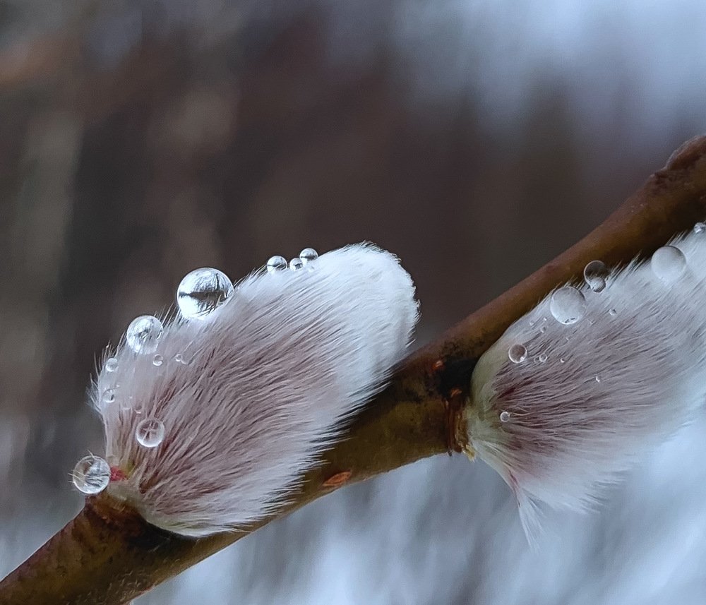 Photograph by Елена