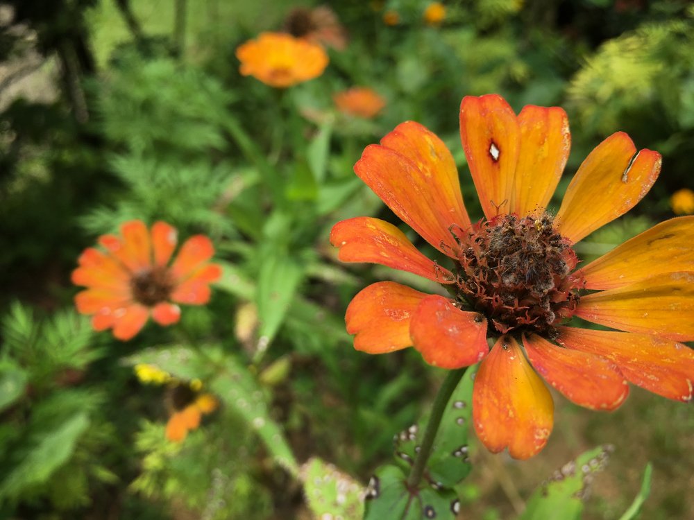 Photograph by Dasmitha Gunasekara