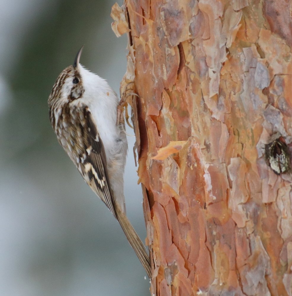 Photograph by Евгения Малафеева