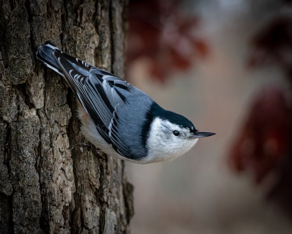 Photograph by JAMES BAILEY