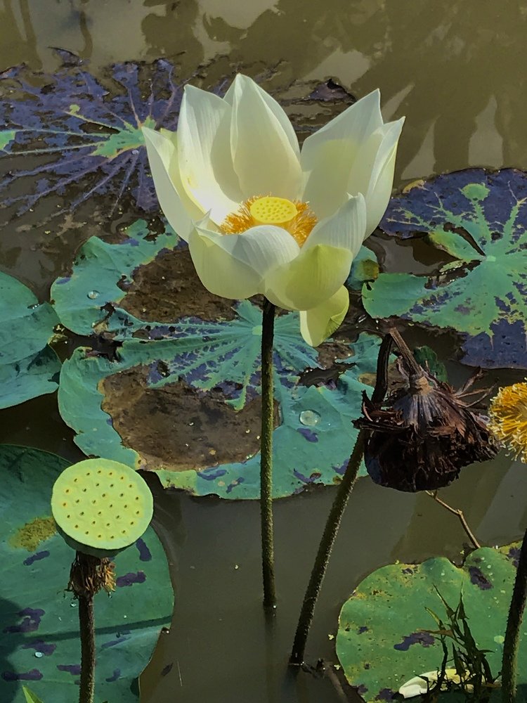 Фотография автора DO HIEU TRUNG