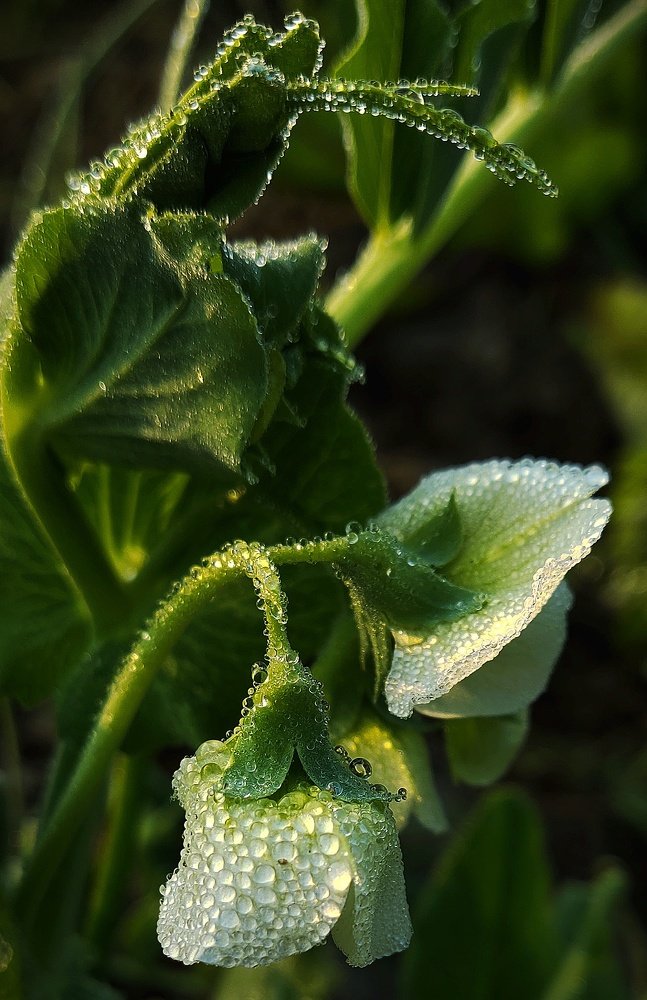 Flowers Bring Smiles