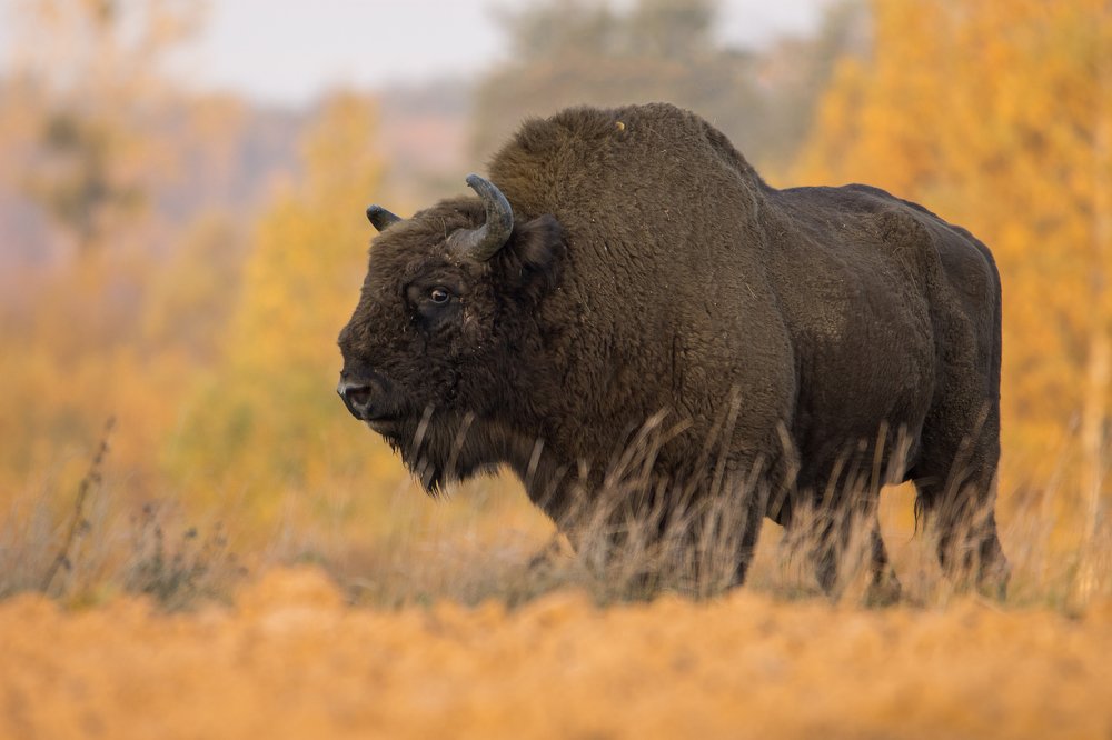 Poland's golden autumn