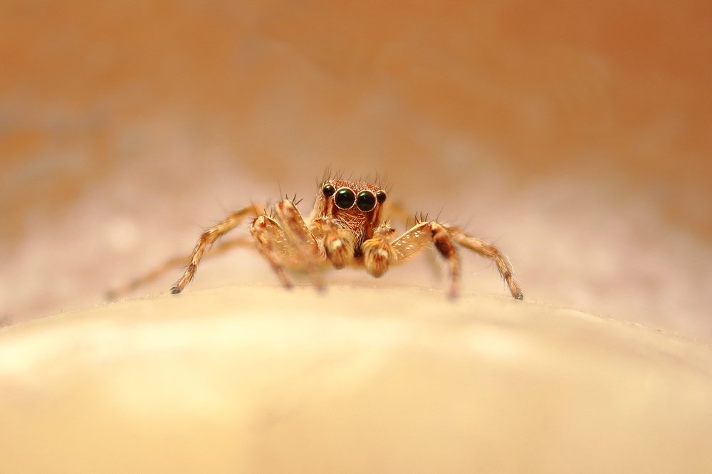 Photograph by Yusuf Buchari