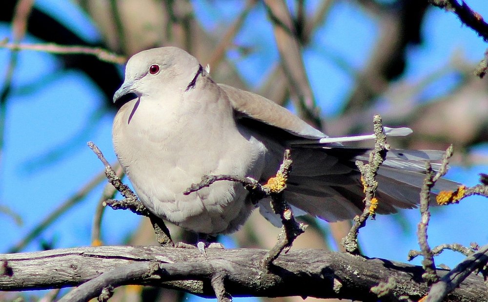 Кольчатая горлица.