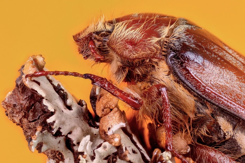 Майский жук