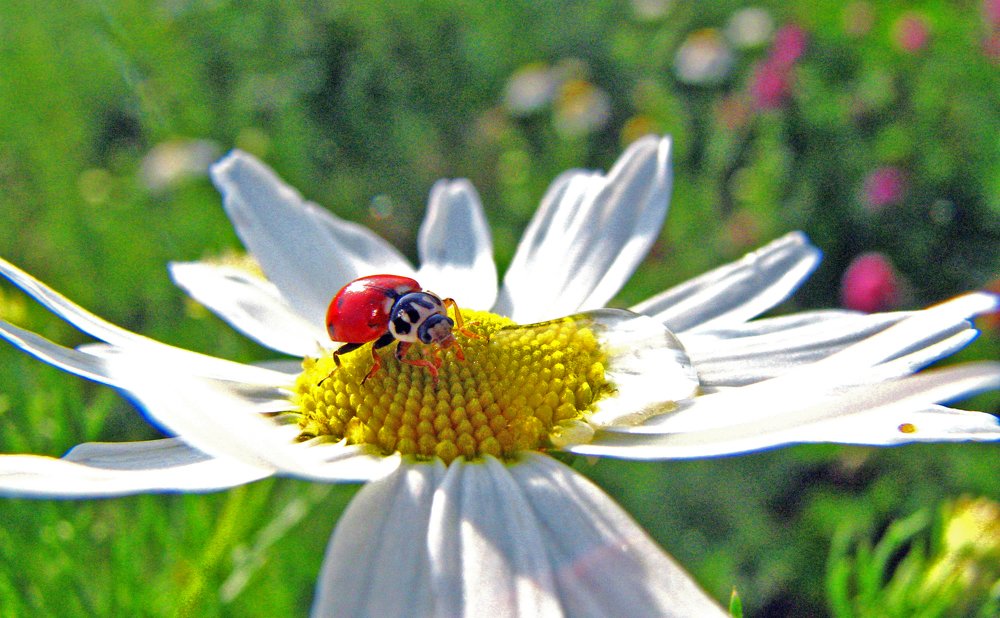 Photograph by Бердибек Султамуратов