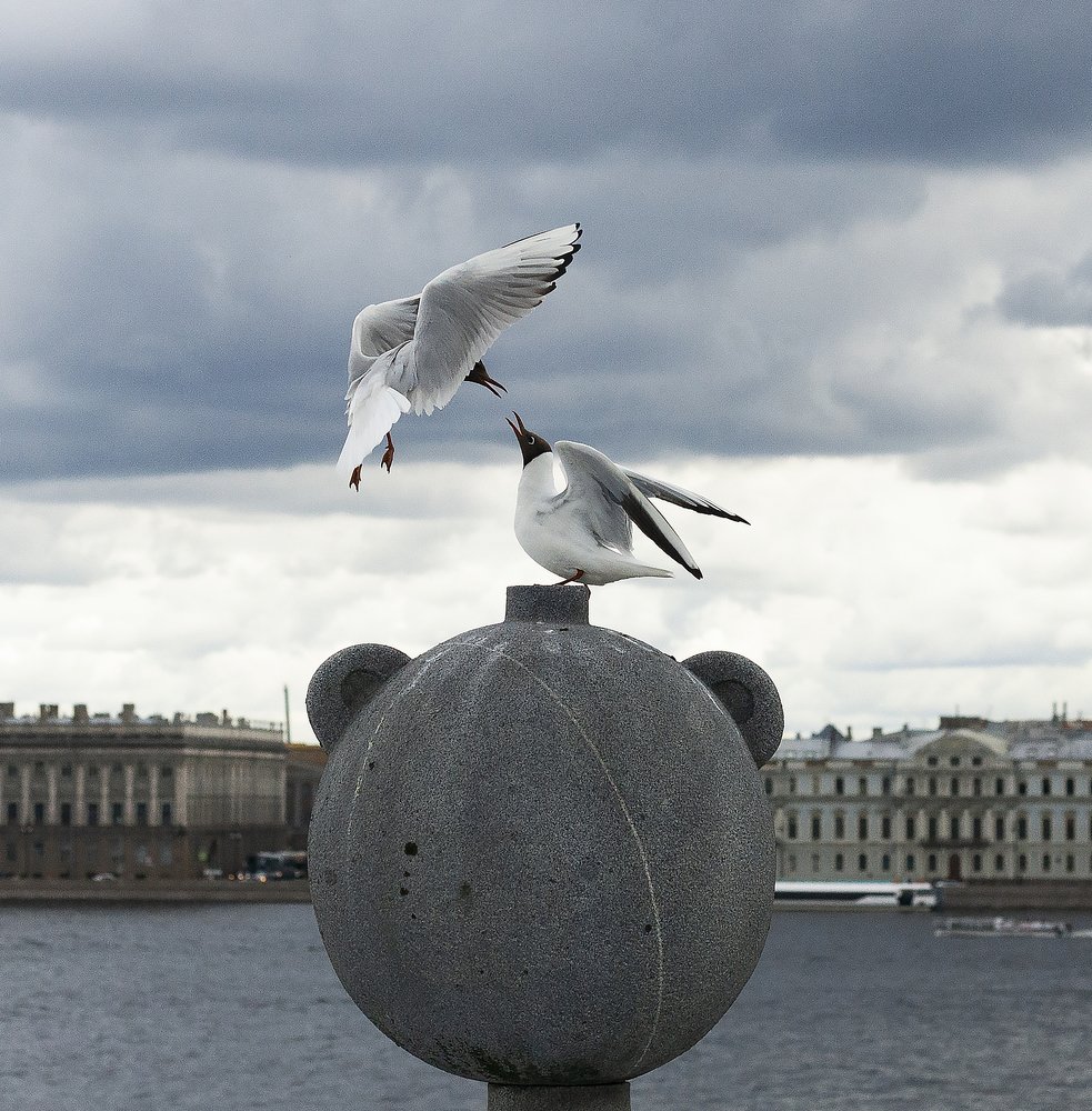 Схватка двух чаек