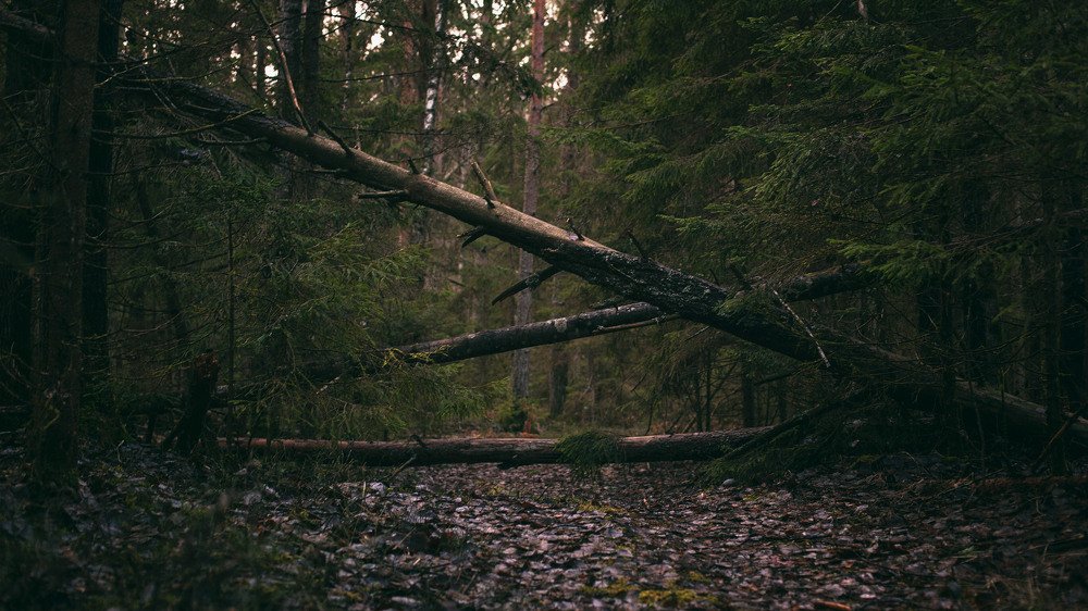 Photograph by Землянский Сергей