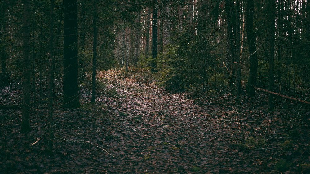 Photograph by Землянский Сергей