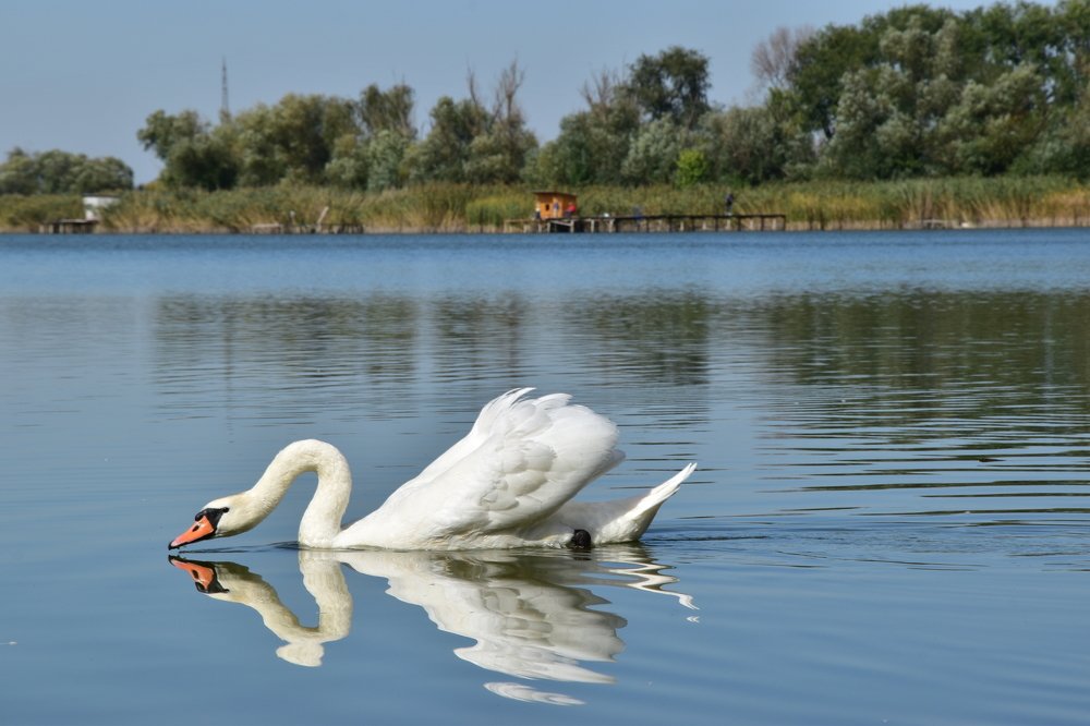 Photograph by Mesaros Cila