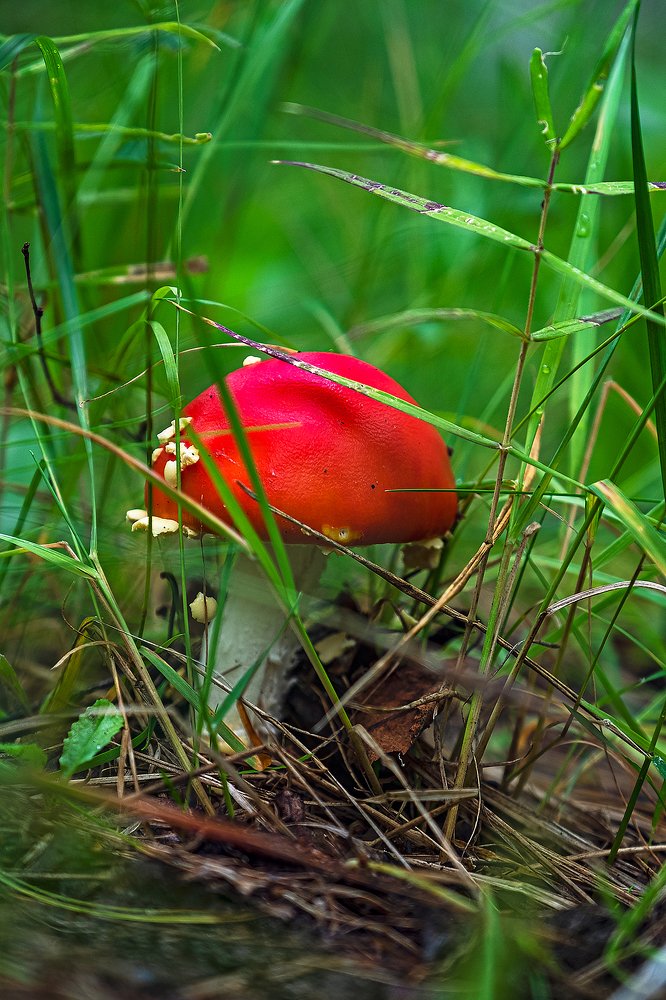 Фотография автора Владимир Эделев