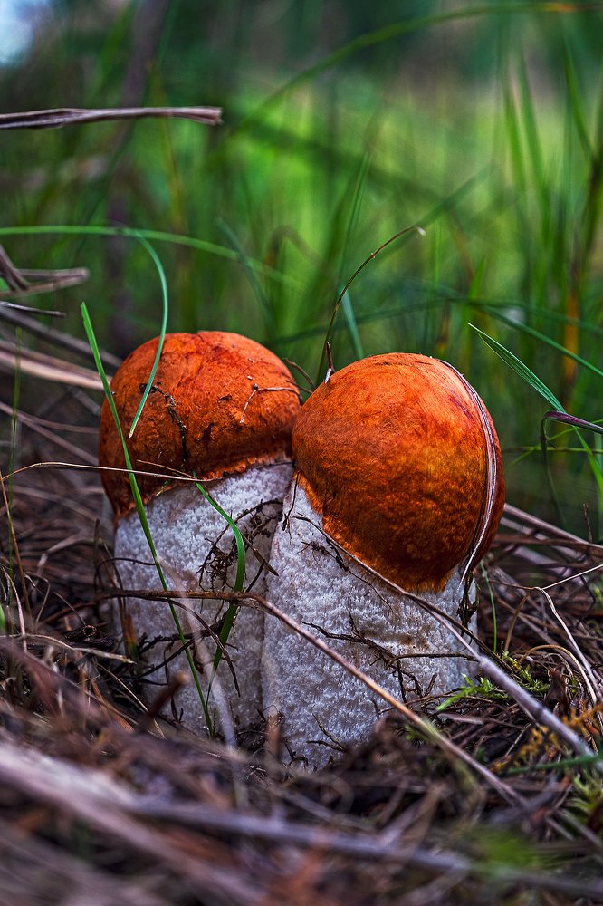 Фотография автора Владимир Эделев