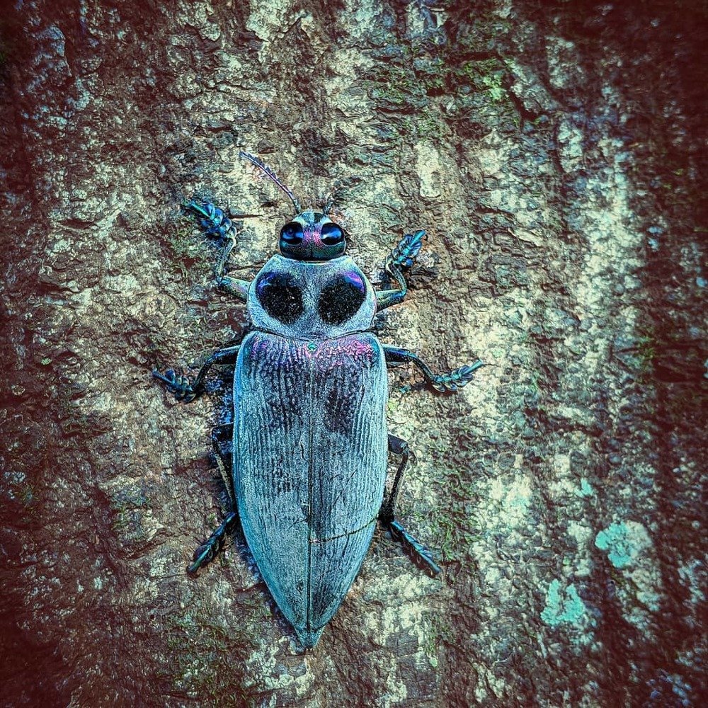 Photograph by João Pedro Silva