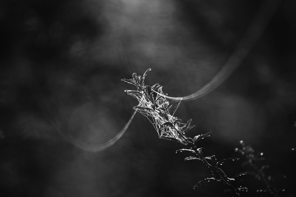 Photograph by Михаил Жиркин