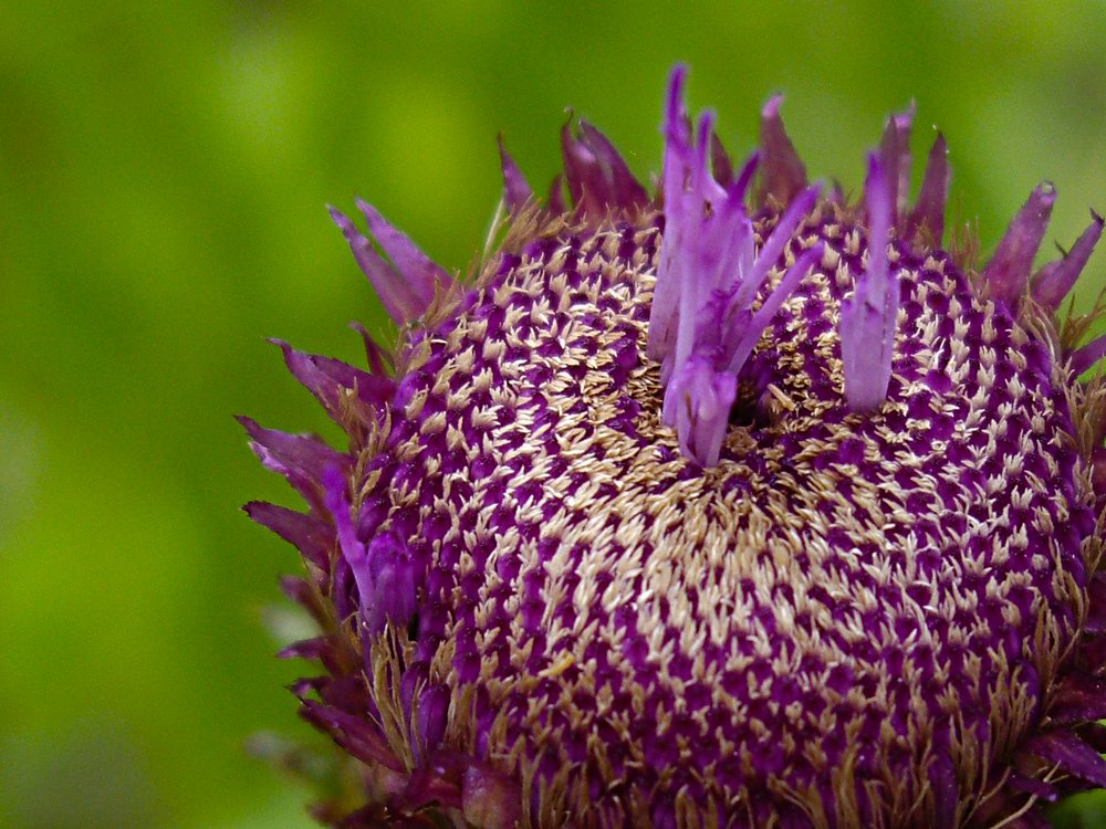 Photograph by Tatyana Semenova