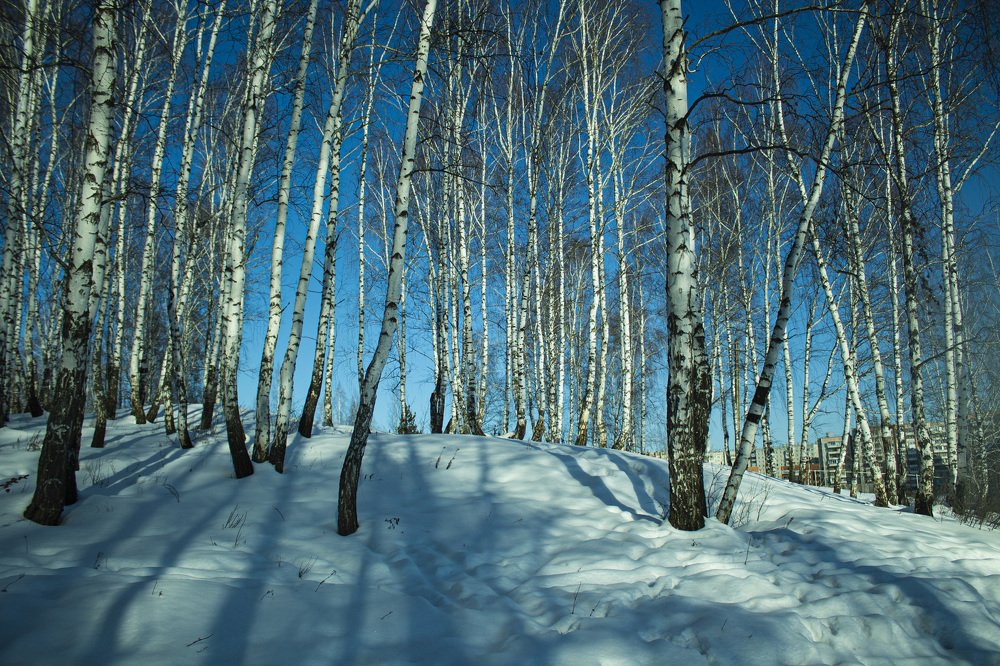 Морозный зимний  день!