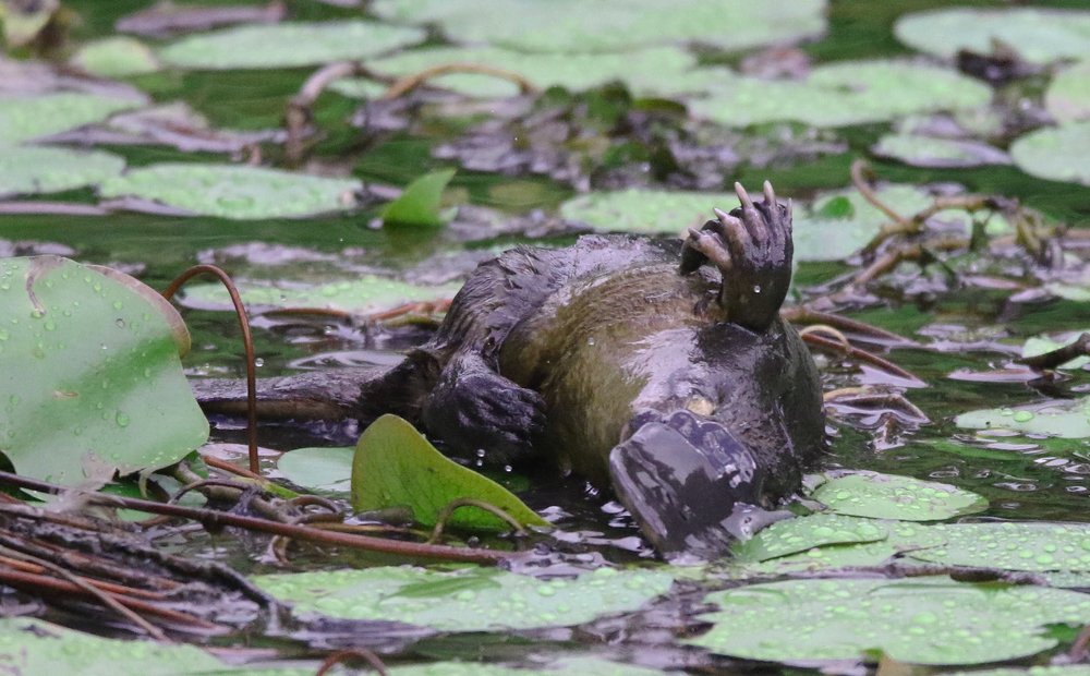 Утро утконоса