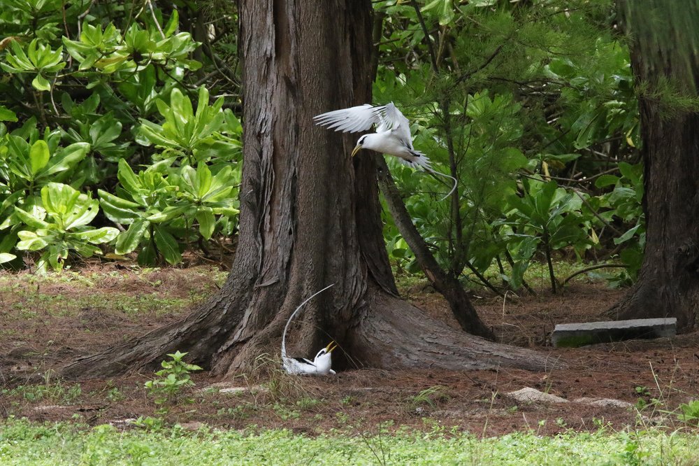 Брачные танцы