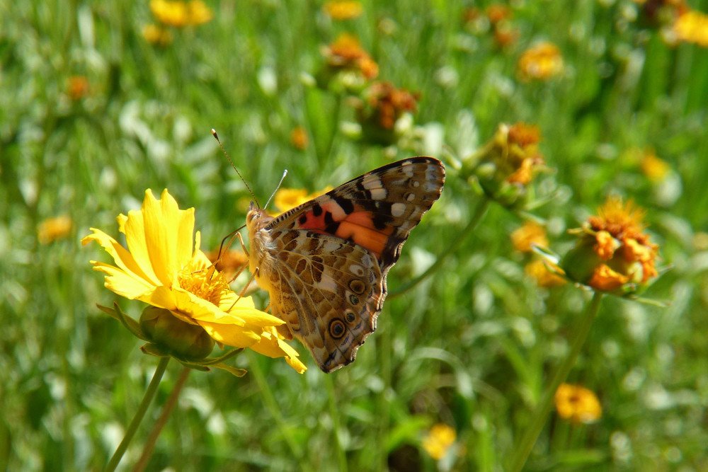 Солнечный завтрак