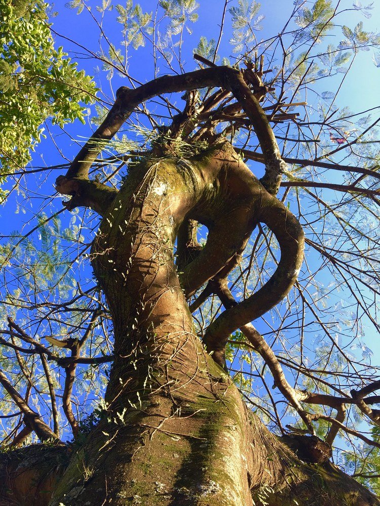 gnarled tree