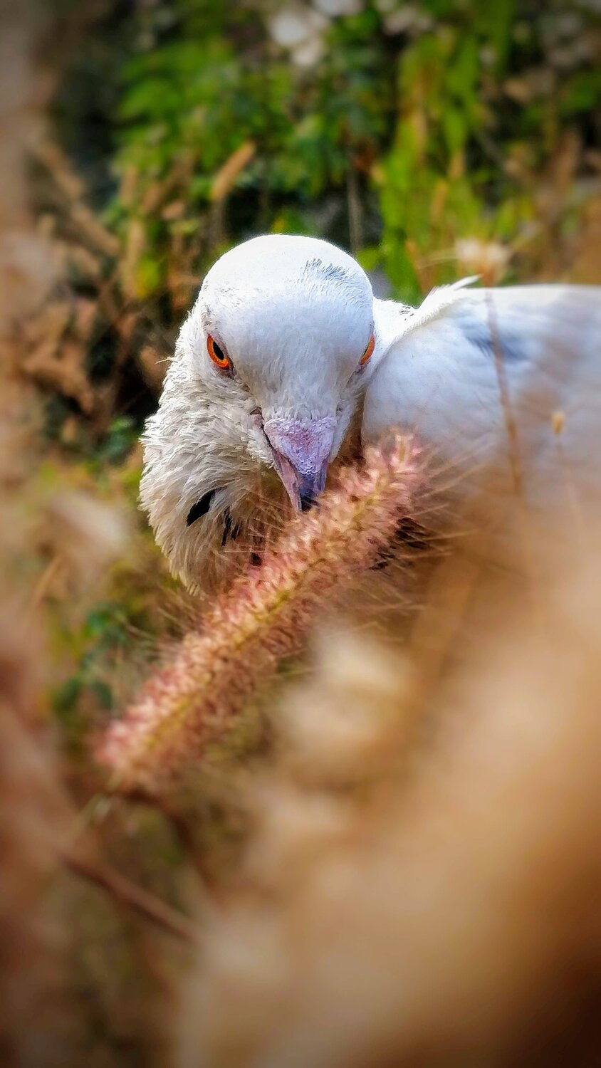 Pigeon