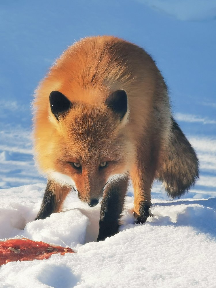 Хищник на охоте