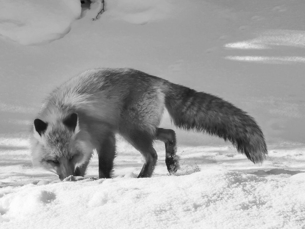 Photograph by Евгений Гусаков