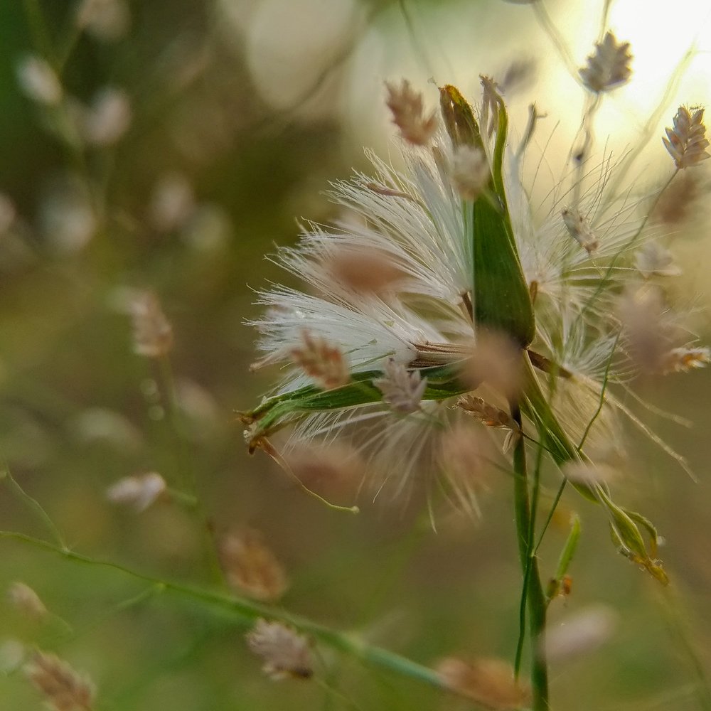 Falling Flower
