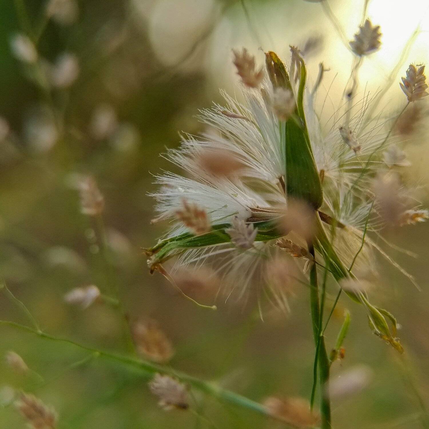 Falling Flower