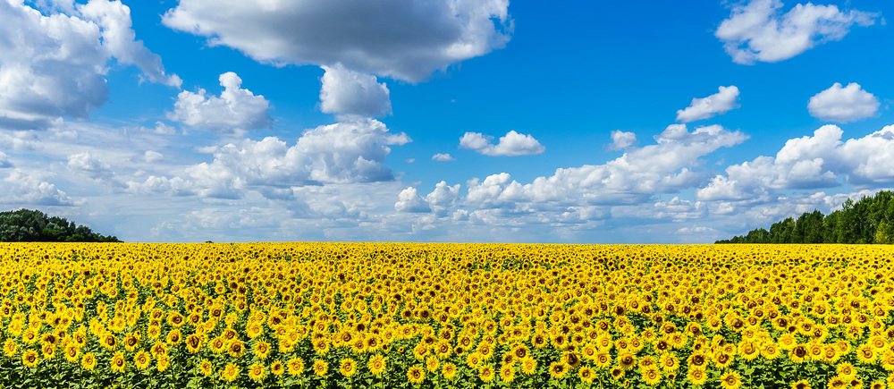 Подсолнечное море.