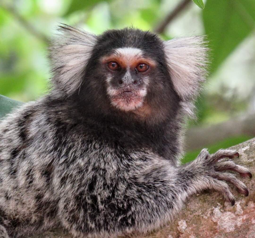Sagui