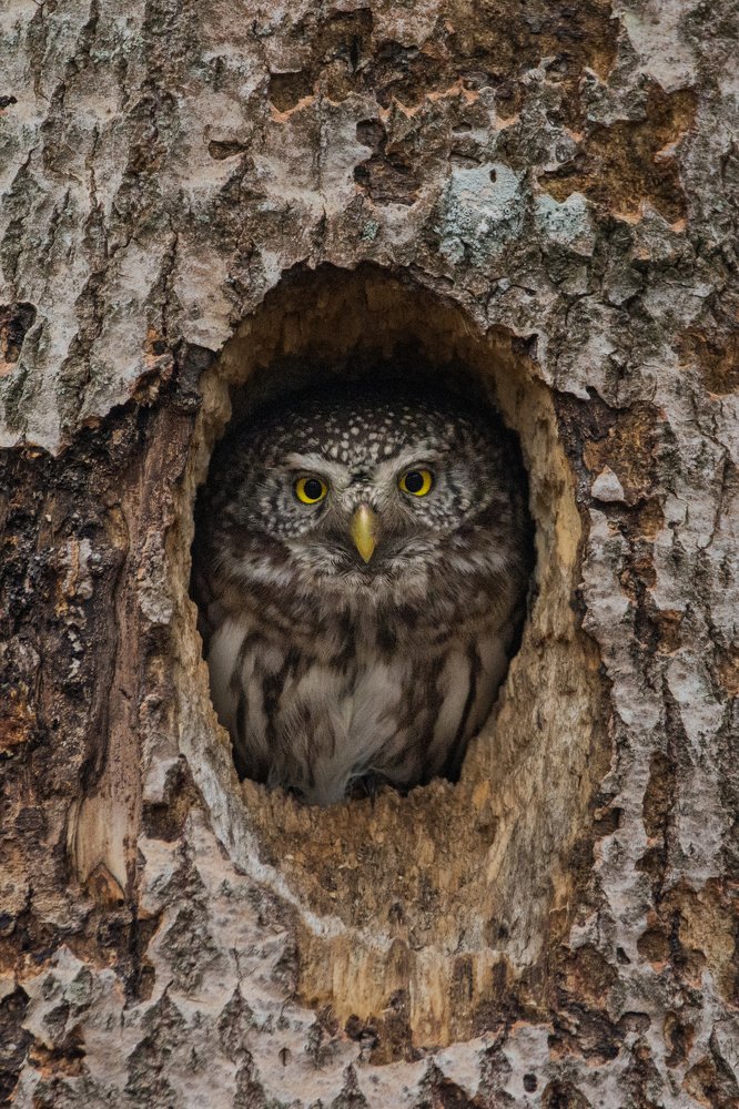 Фотография автора Татьяна Ливеровская