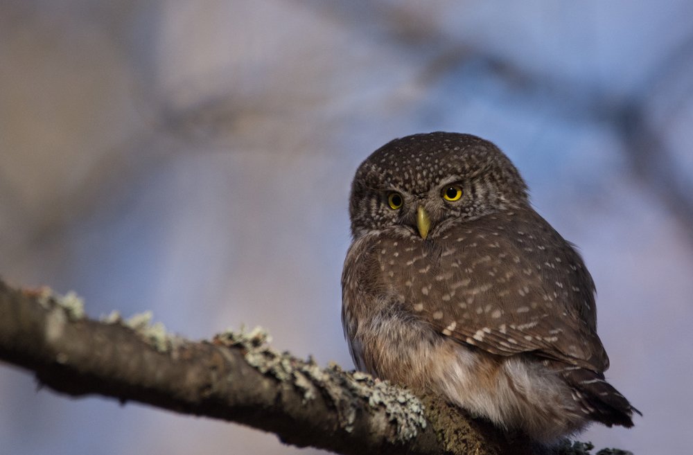 Фотография автора Татьяна Ливеровская
