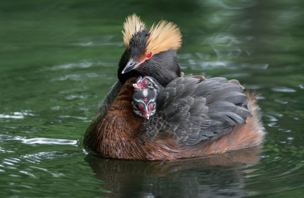 Фотография автора Татьяна Ливеровская