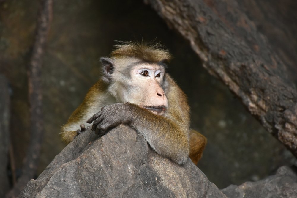 Photograph by Karuna Premalal Wanigasekara Arachchilage