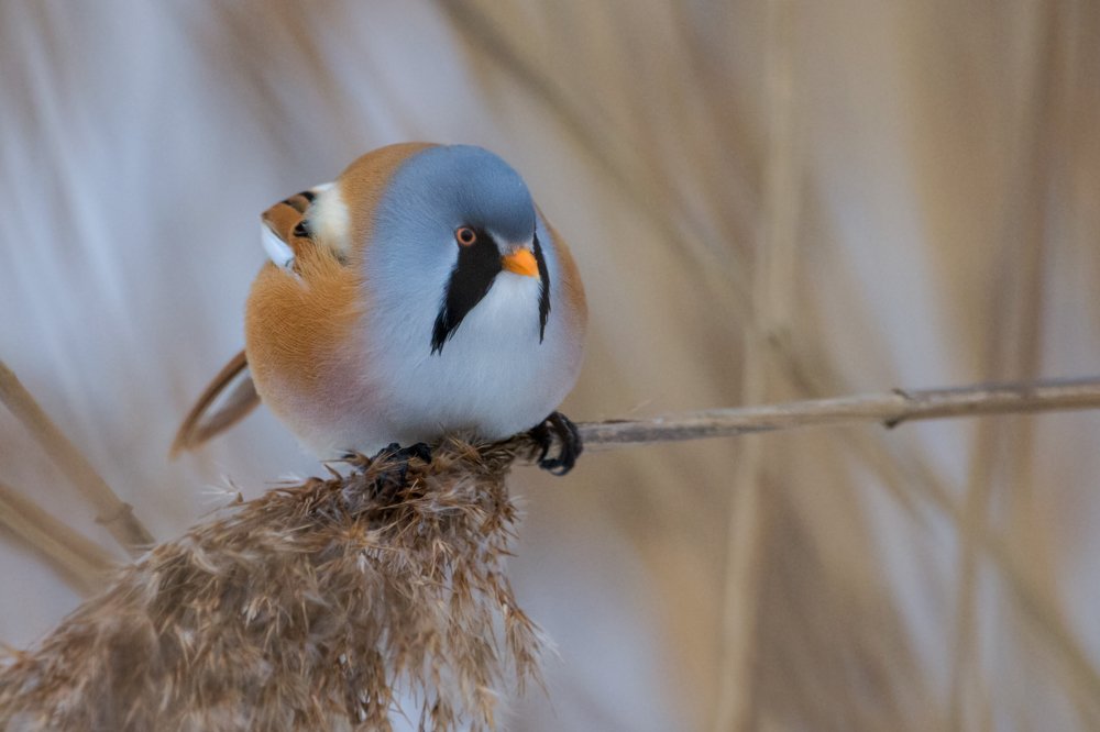 Фотография автора Татьяна Ливеровская