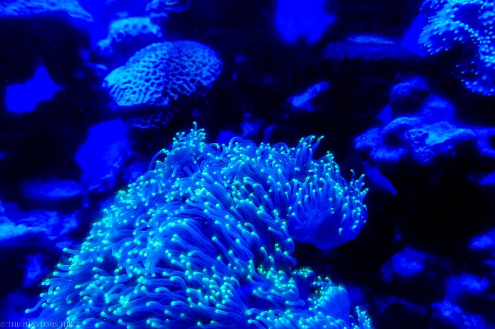 Photograph by phantoms thief