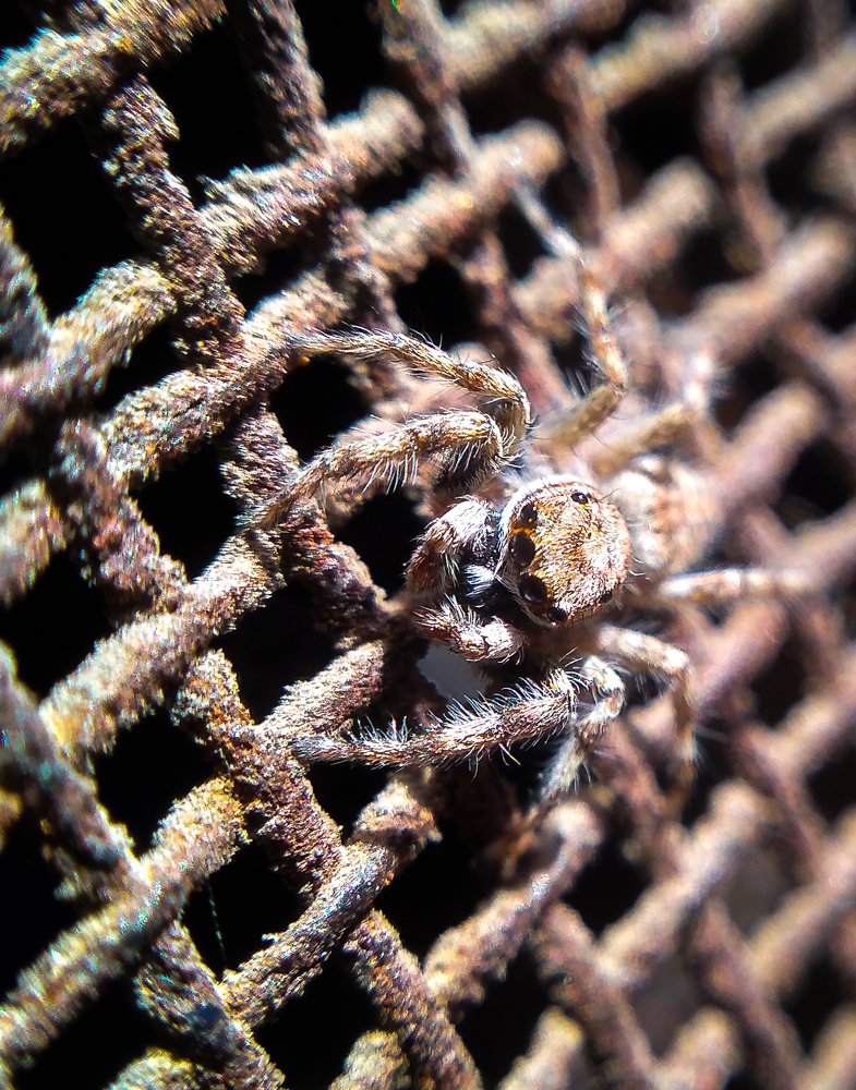 Jumping spider