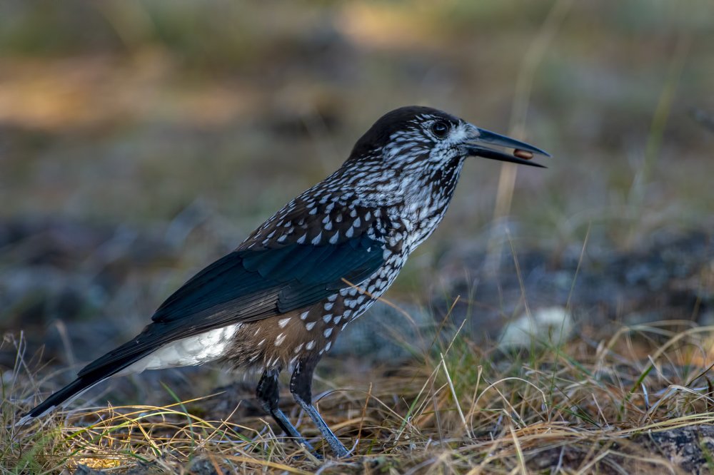 Кедровка в октябре.