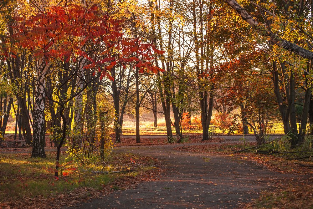 Краски осени