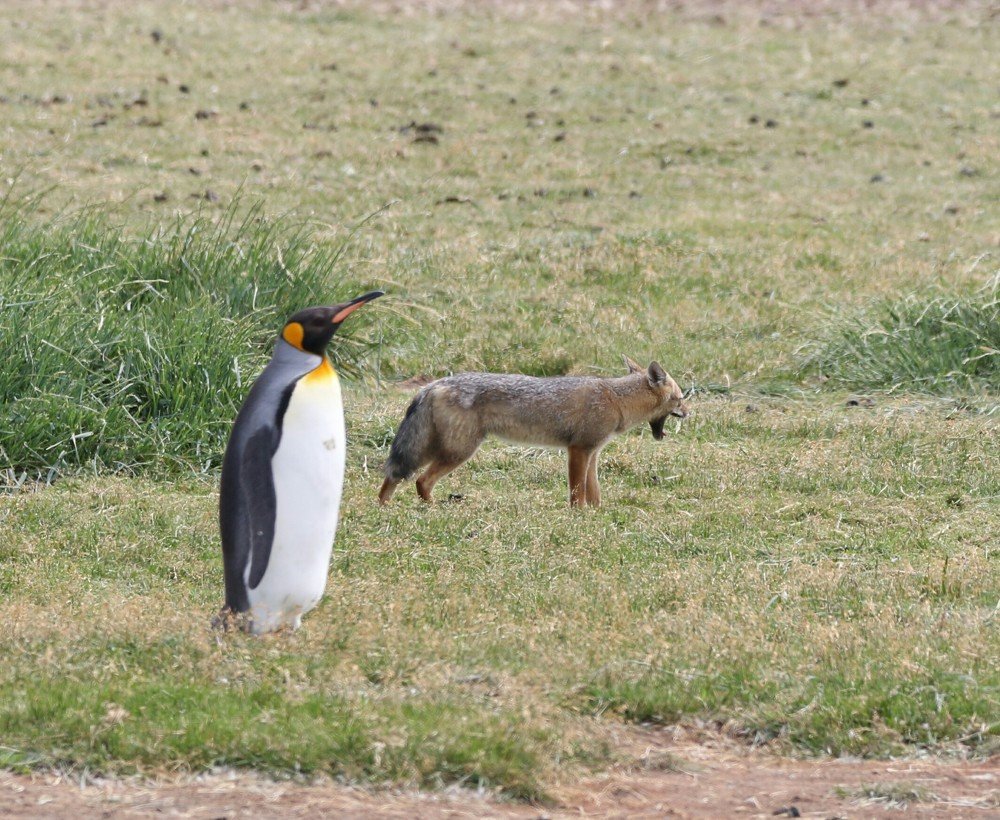 История одной неудачной охоты