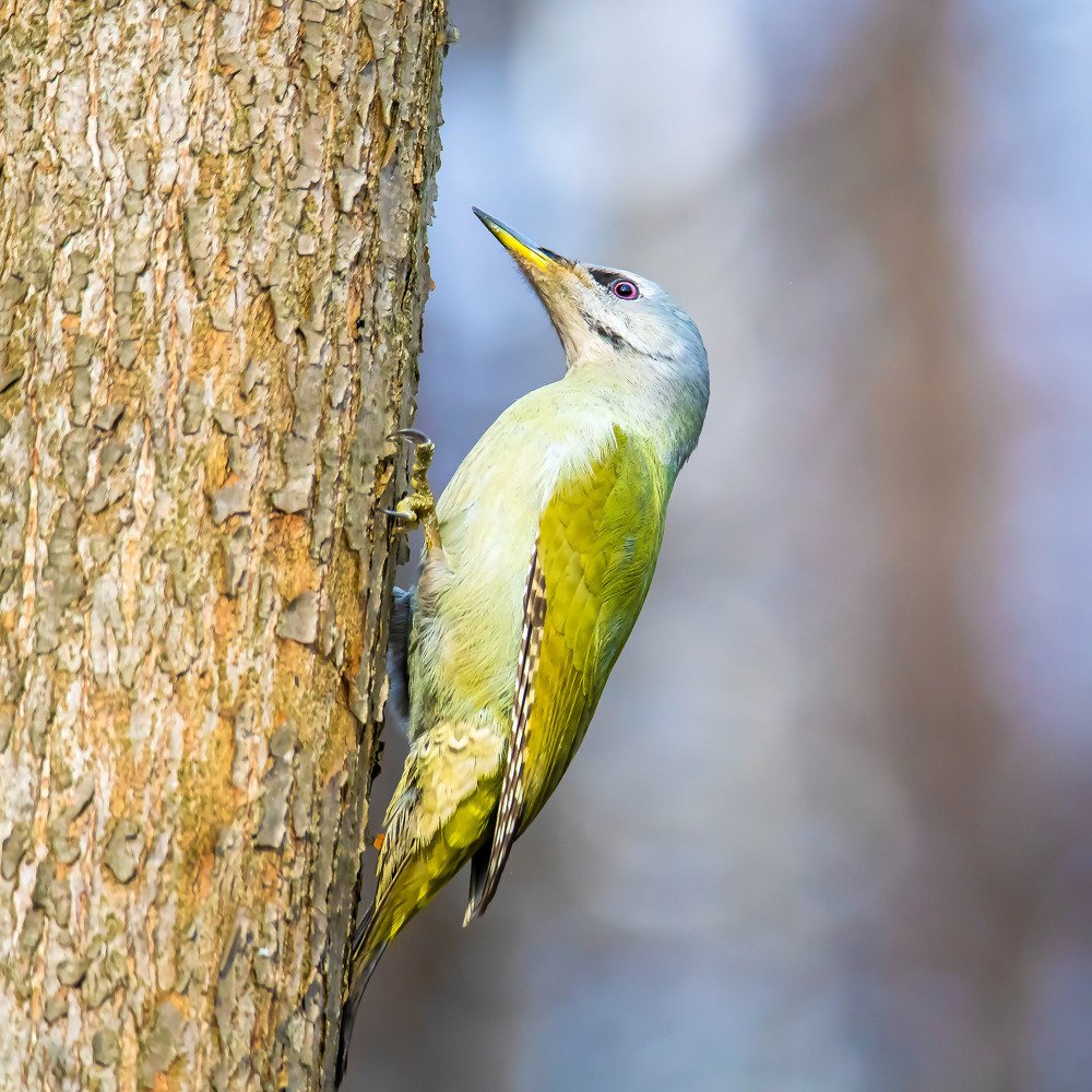 Дятел седой, или седоголовый. (Picus canus).