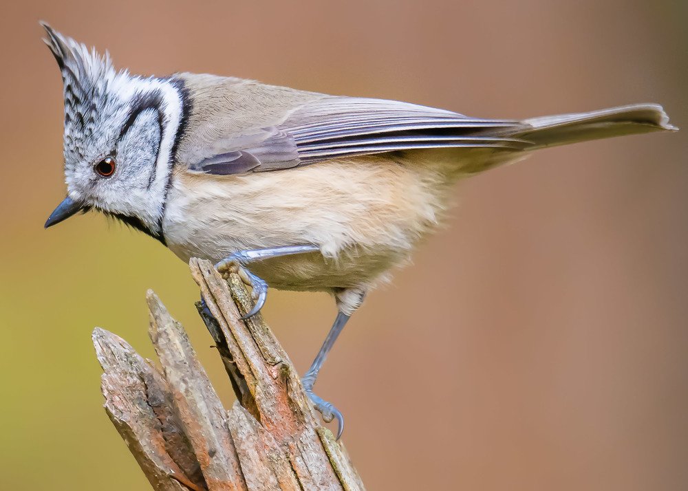 Хохлатая Синица.