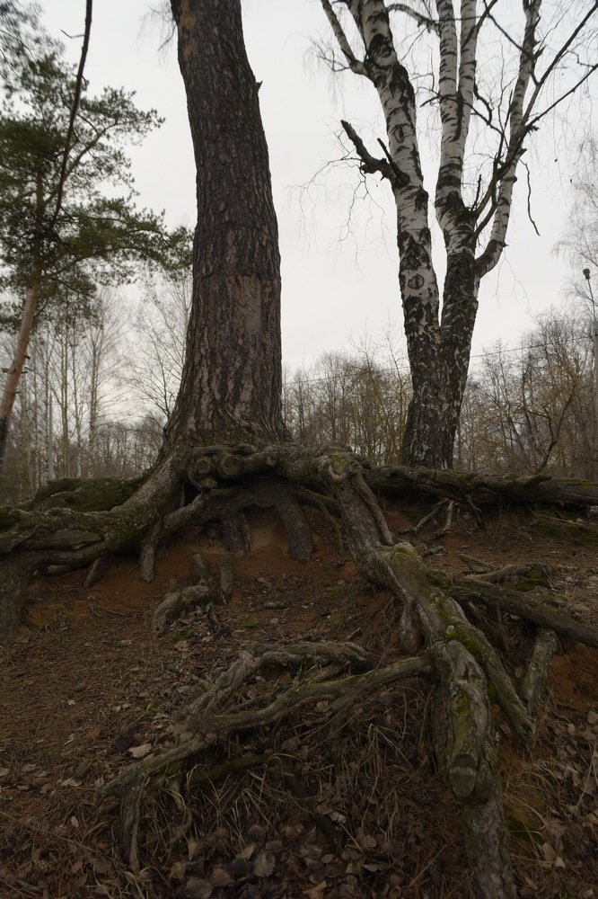 Photograph by Сергей Базовой