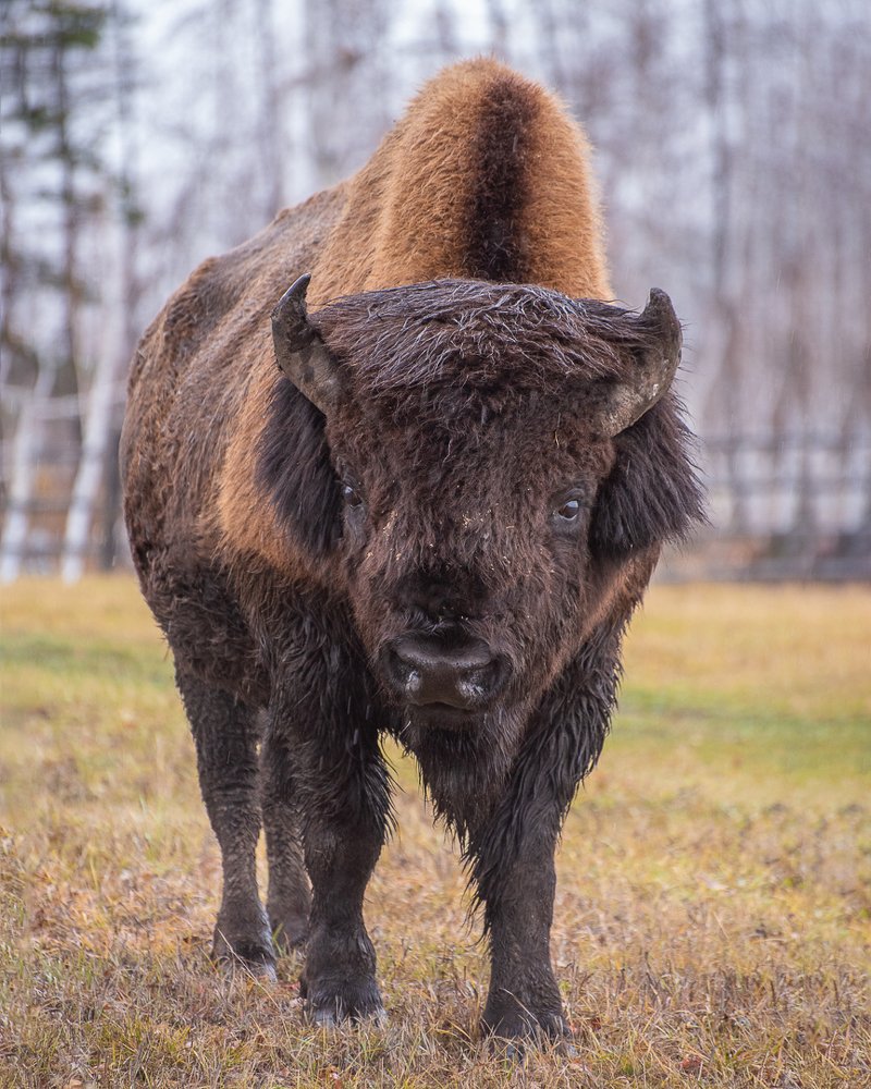 В гостях у Бизонов