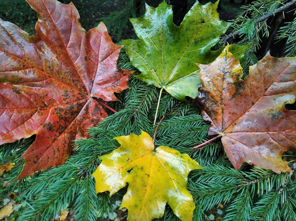 Осенний листопад