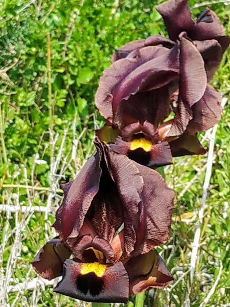 Время пурпурных ирисов